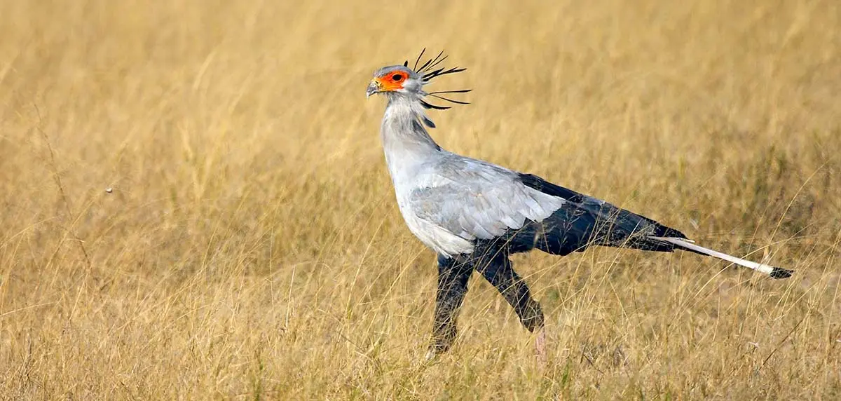 secretarybird walking across savanna