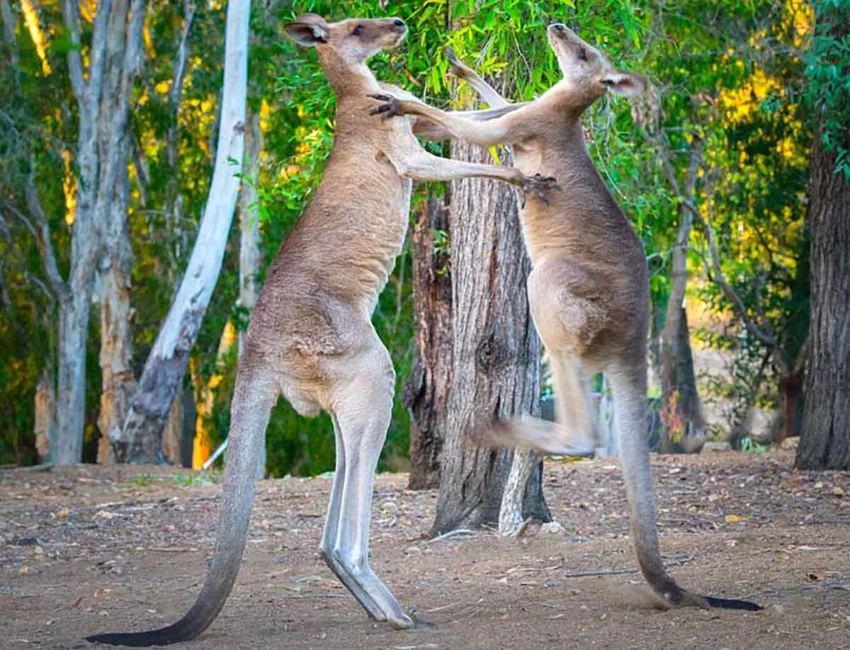 kangaroos fighting