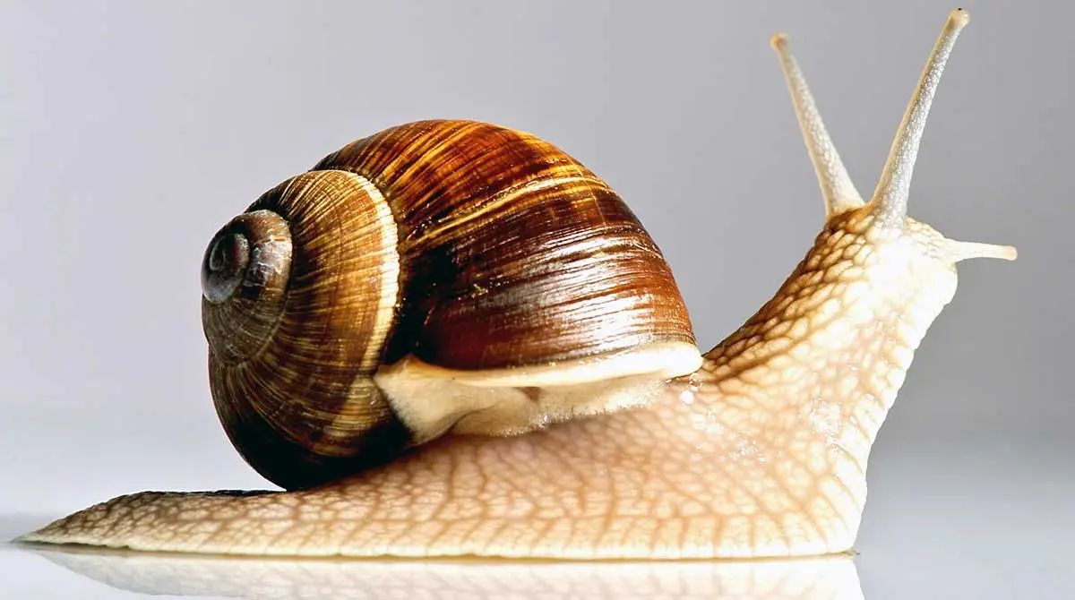 snail moving