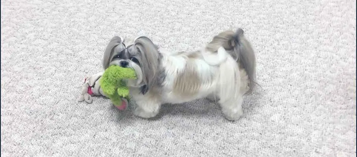 shih tzu with toys