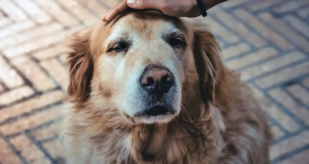 Person Patting Old Golden Retriever Dogs Head
