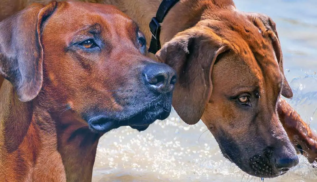what to know about africa rhodesian ridgebacks