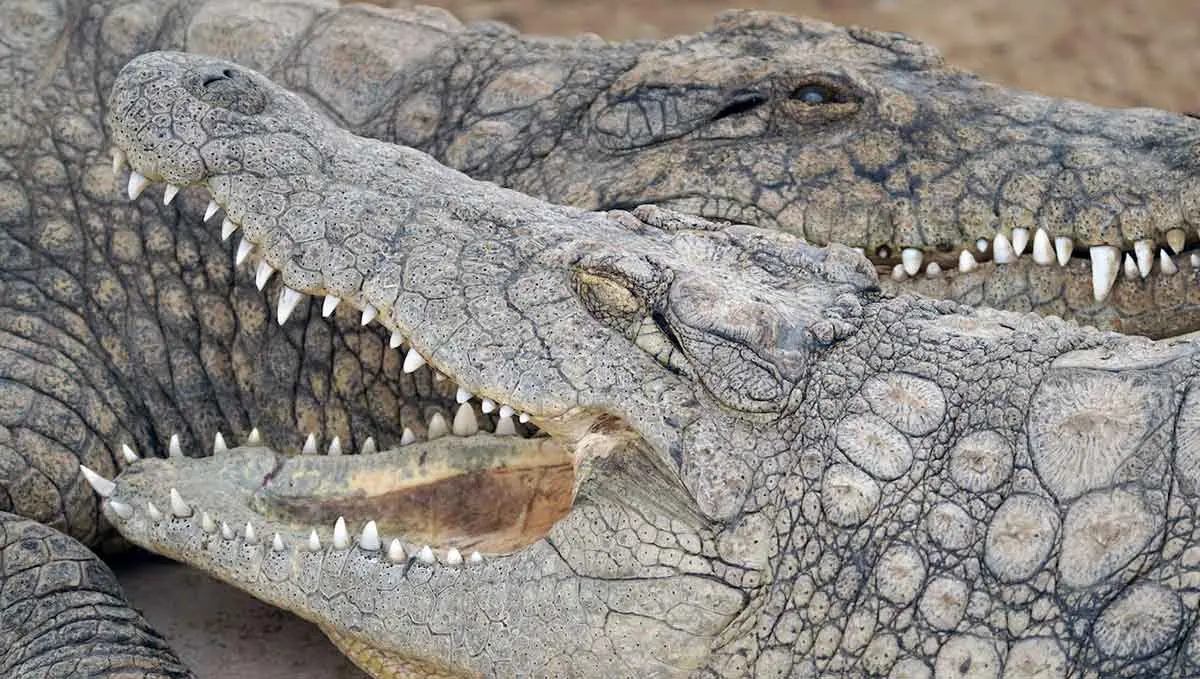 two crocodile on sand bank