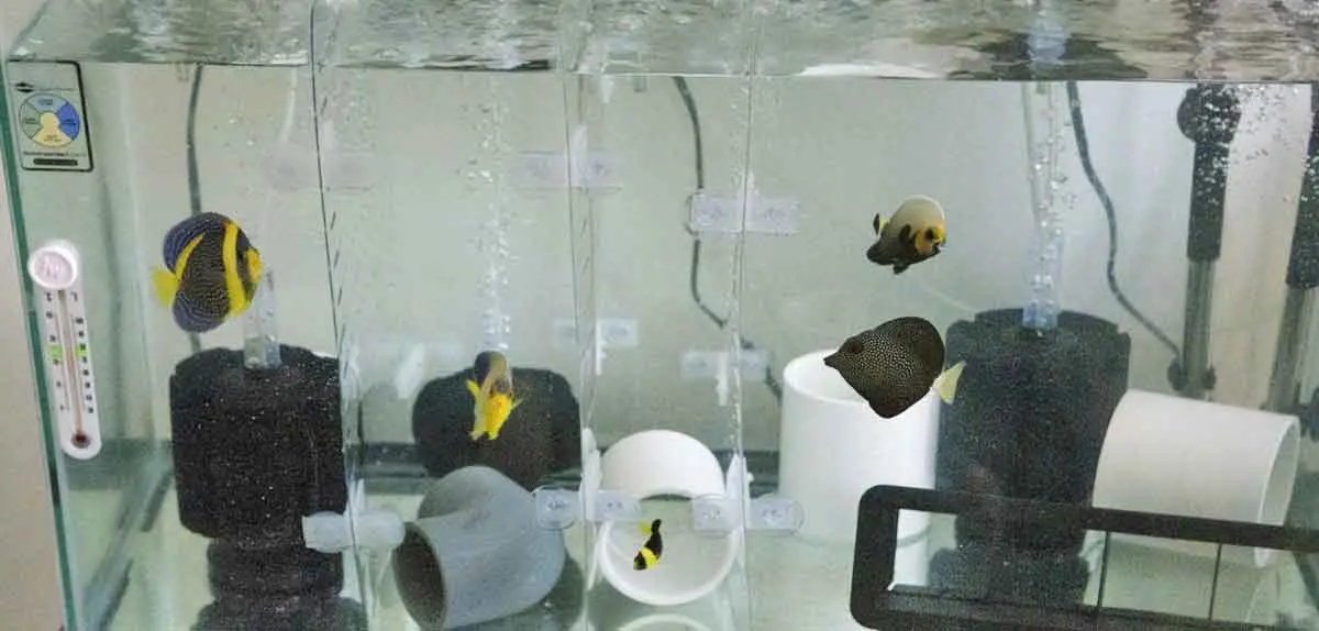 quarantine fish tank