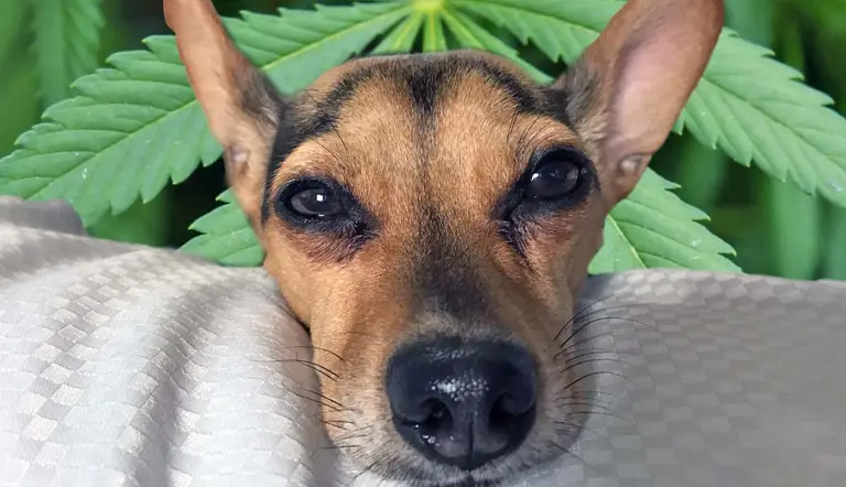 what happens if my dog eats marijuana