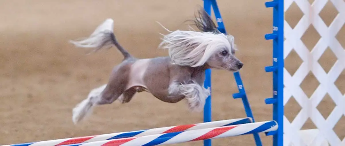 Chinese Crested agility