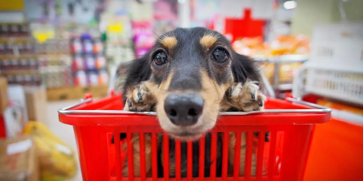 dog shopping cart dachsund