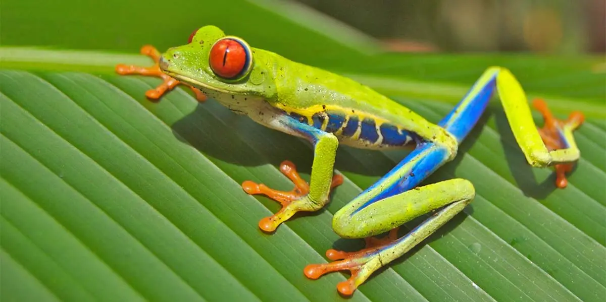 brightly colored frog on leaf