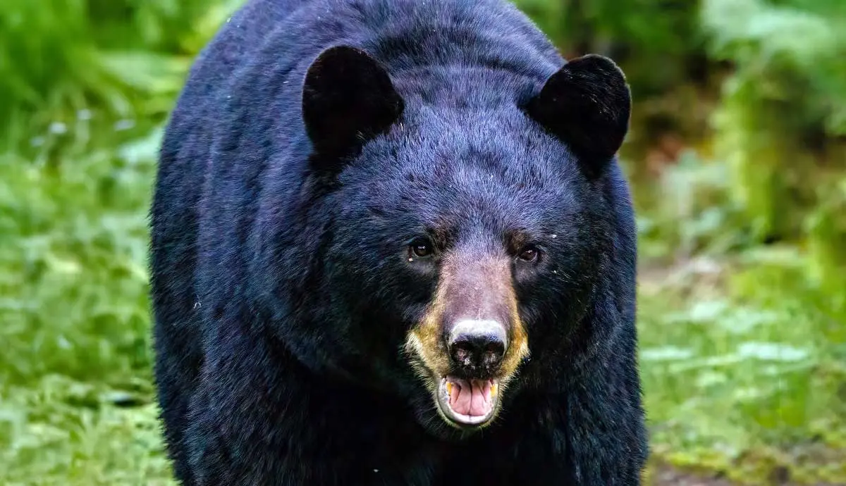 interesting facts american black bear