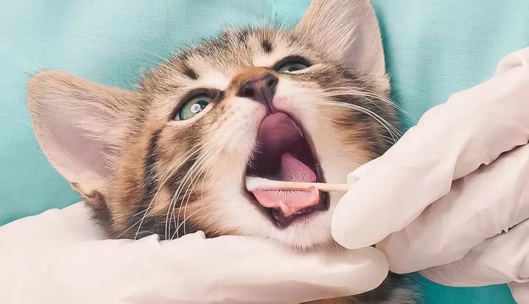dental habits for healthier happier cat