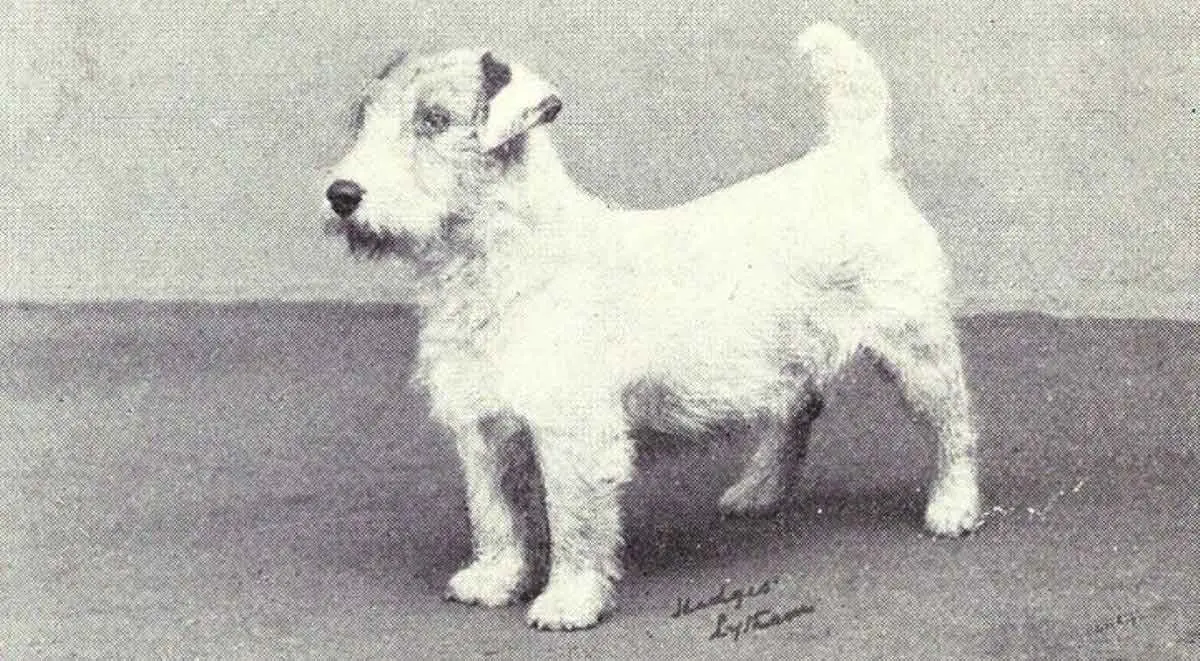 old photo 1915 sealyham terrier