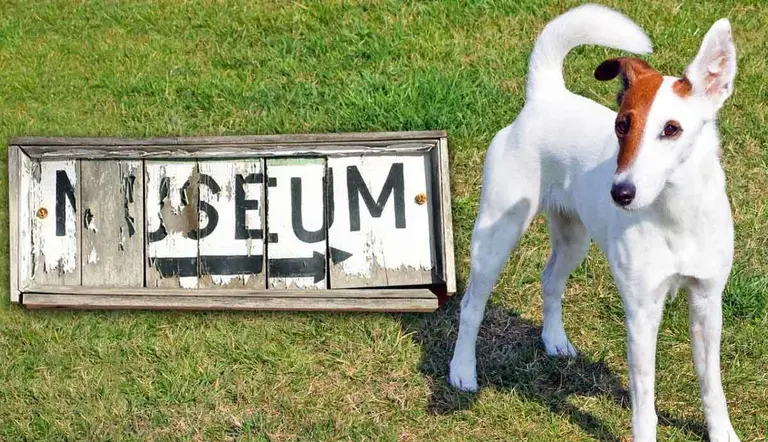 what is the museum of the dog