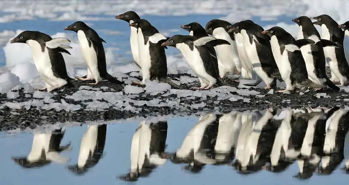 group waddle of adelie penguins