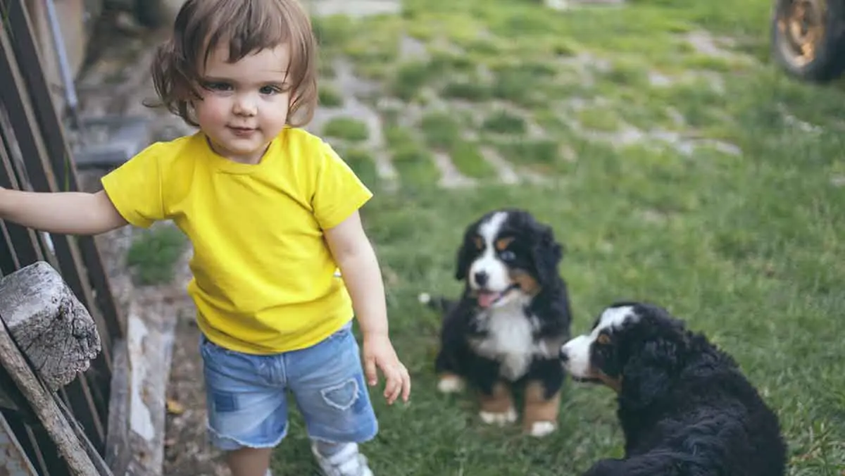 bernese mountain dogs meet toddler