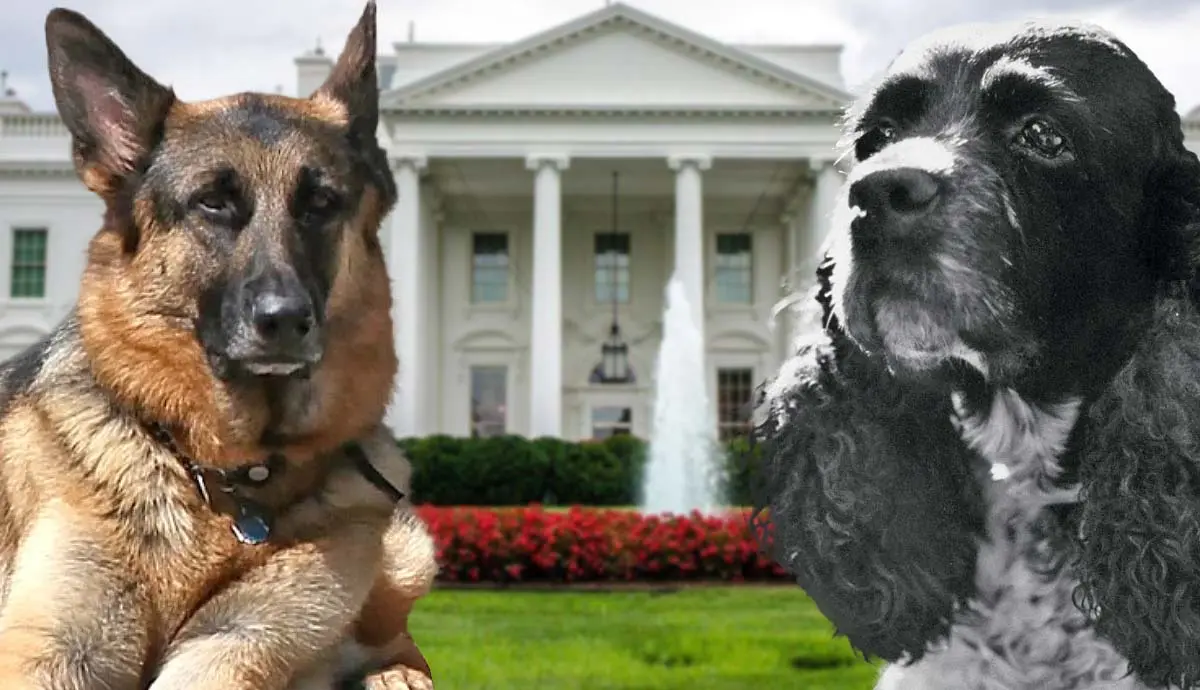 commander in canines meet presidential dogs