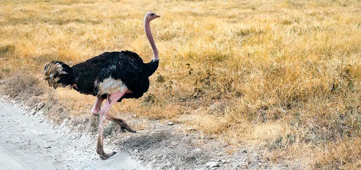 male ostrich walking into the grassland