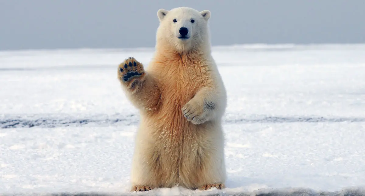 polar bear waving ice