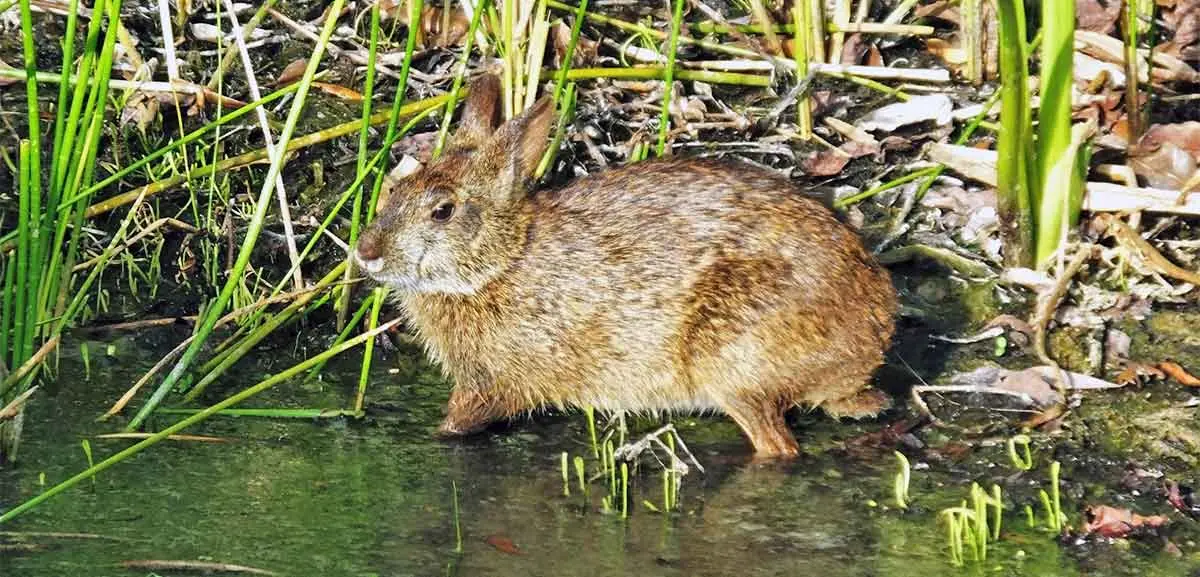 marsh rabbit