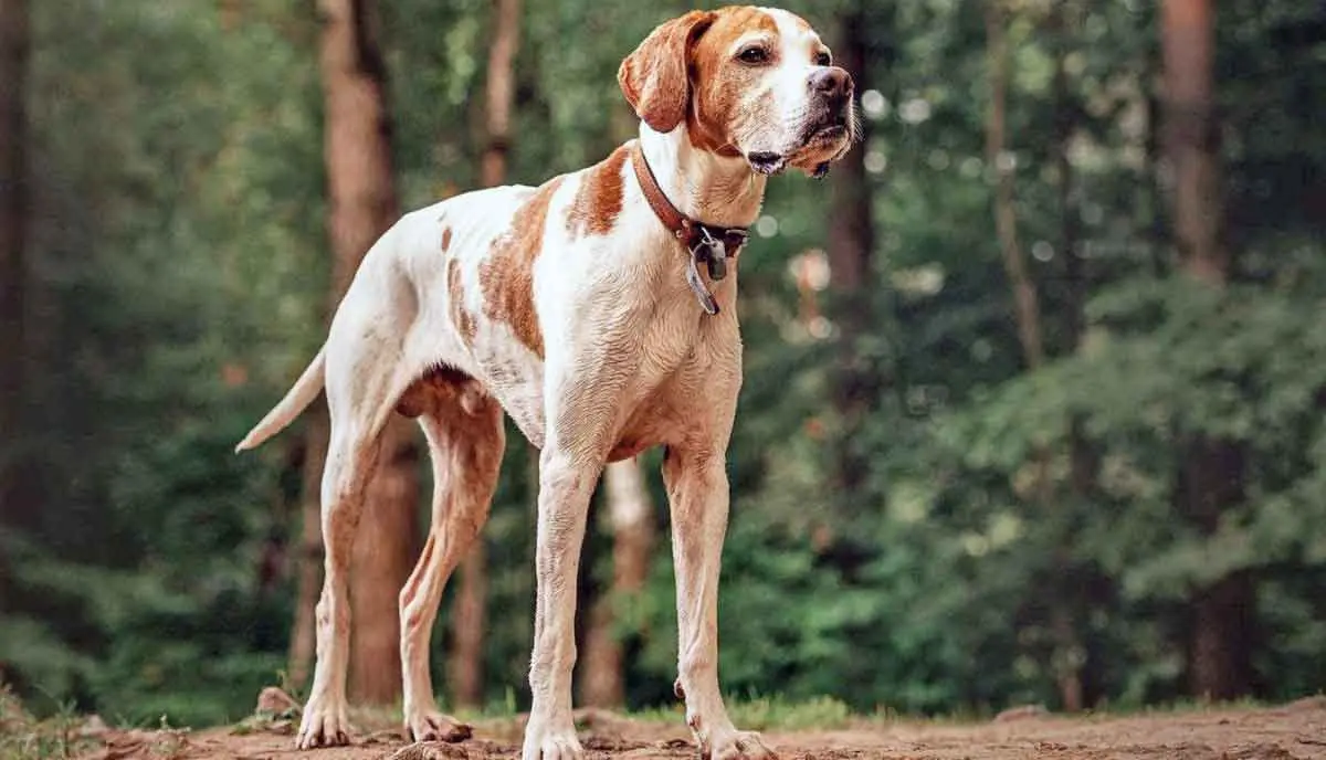 English Pointer Dog Standing in Forest