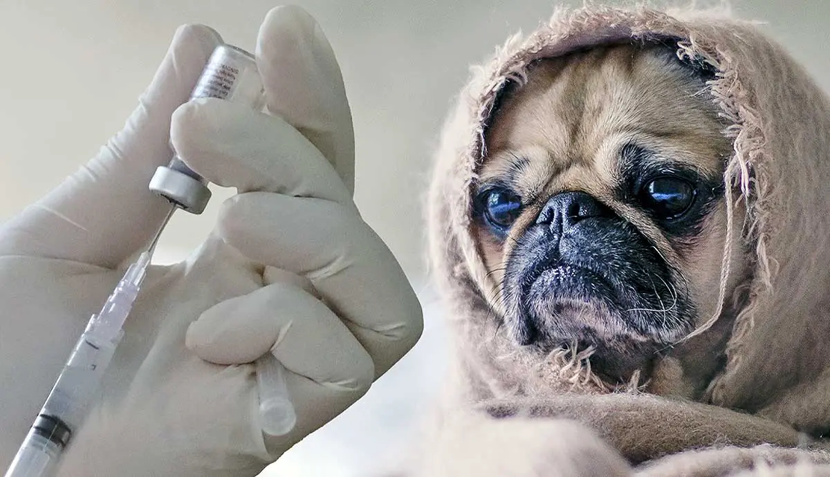 kennel cough in dogs signs symptoms treatments