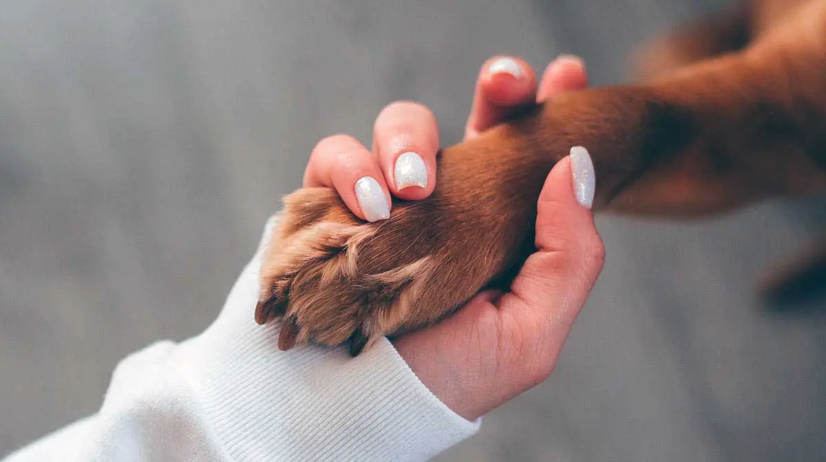 Woman Holding Dog Paw