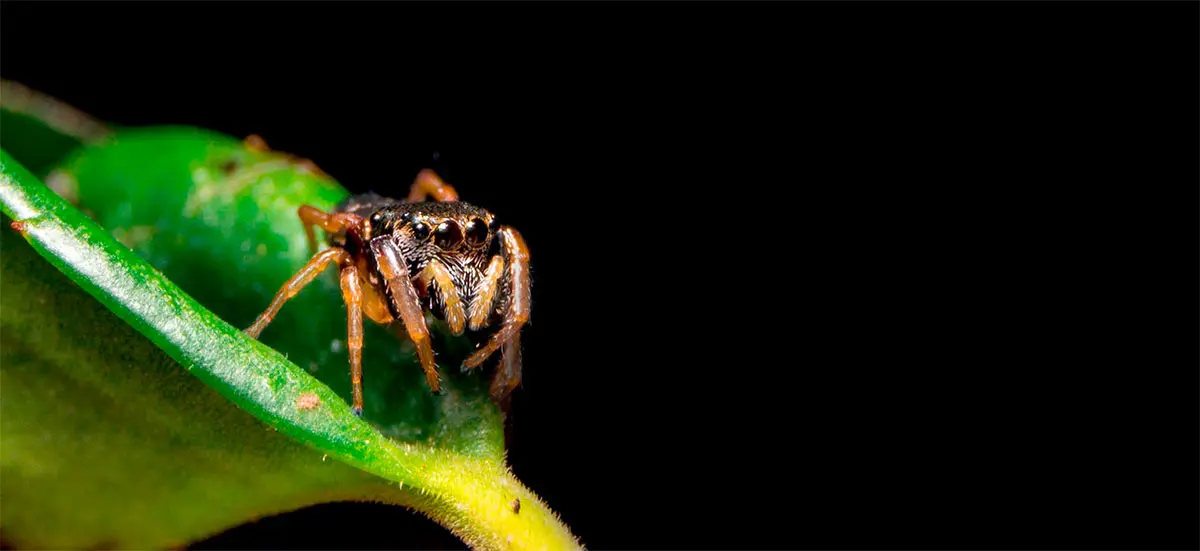 cute jumping spider up close on leaf