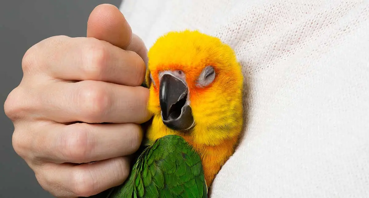 cute bird getting pets thesprucepets.com