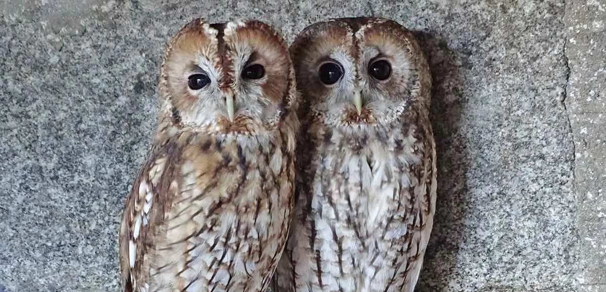 tawny owls