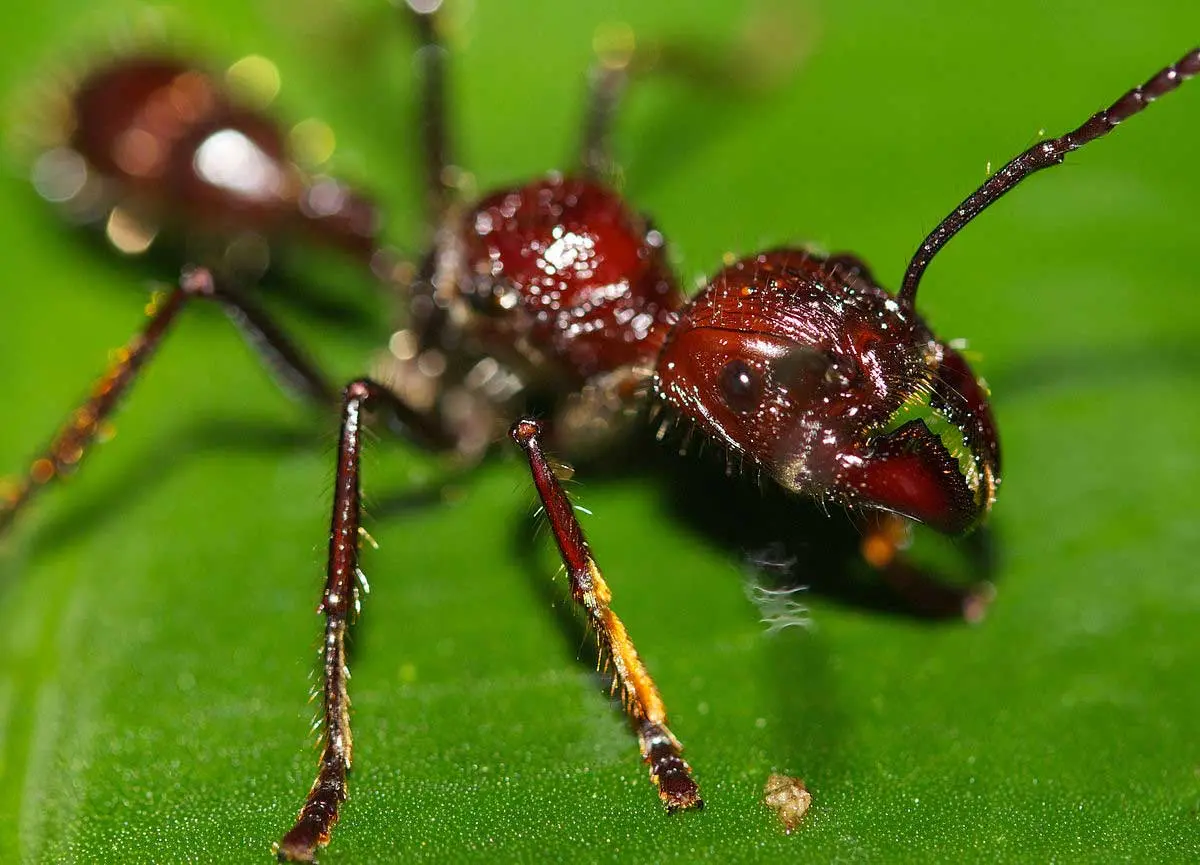 bullet ant close up