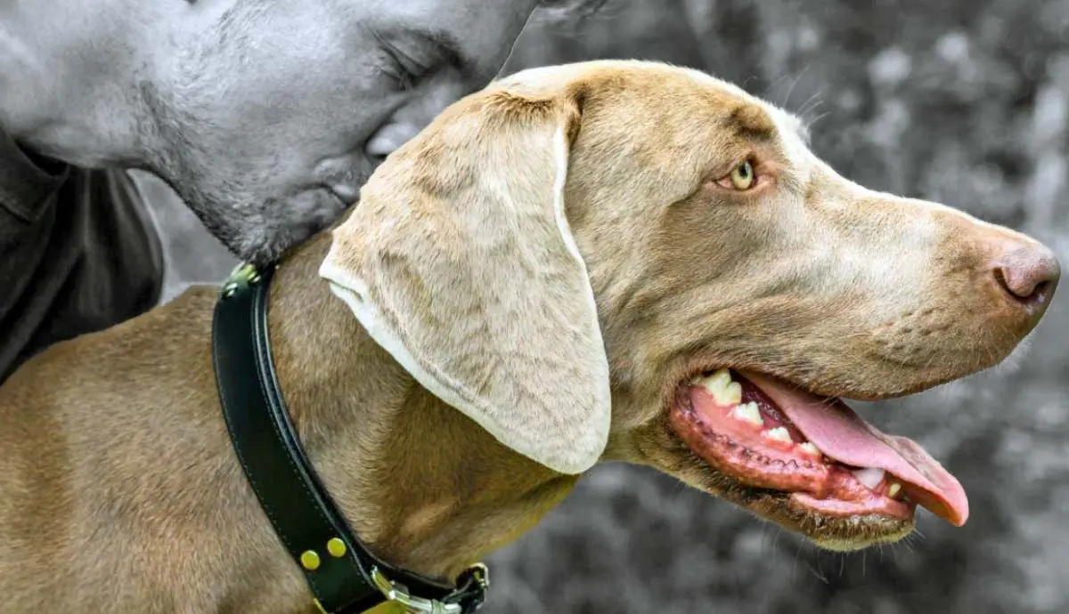 silver shadows unveiling the mystique of the weimaraner
