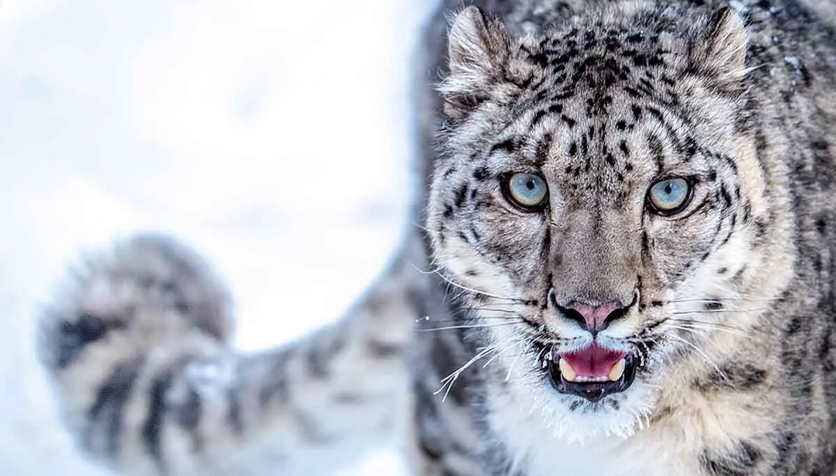 international snow leopard day