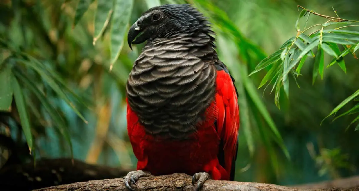 pesquets parrot branch