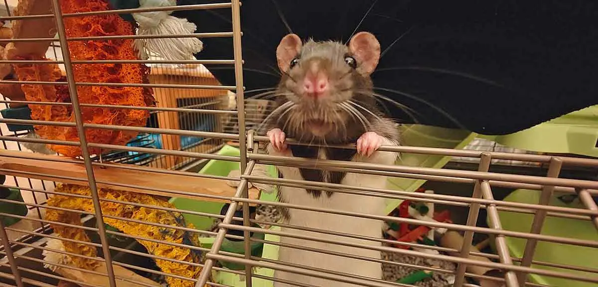 fancy rat in cage