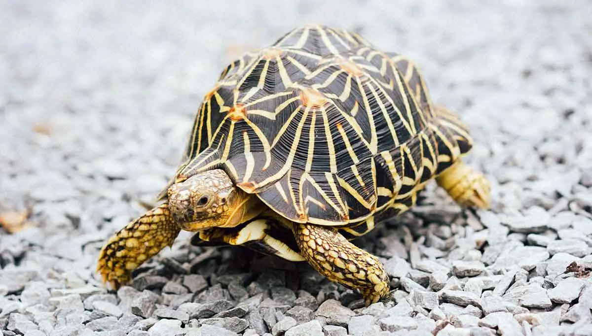 tortoise on gravel