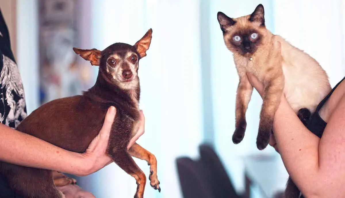 People Holding Siamese Cat and Chihuahua Dog