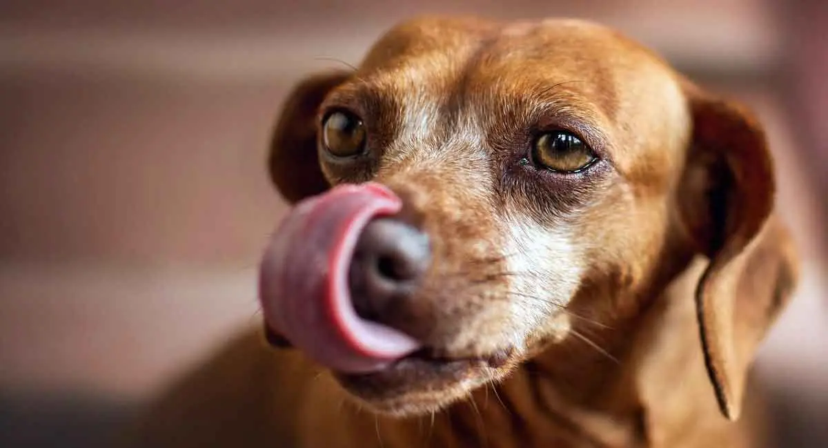 dog licking