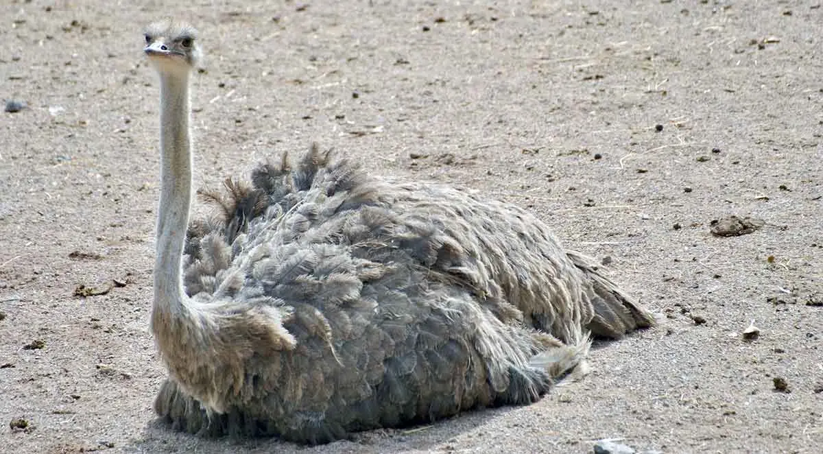 ostrich lying in sand