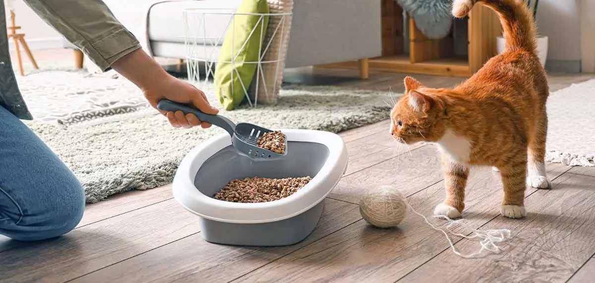 owner clean litter box