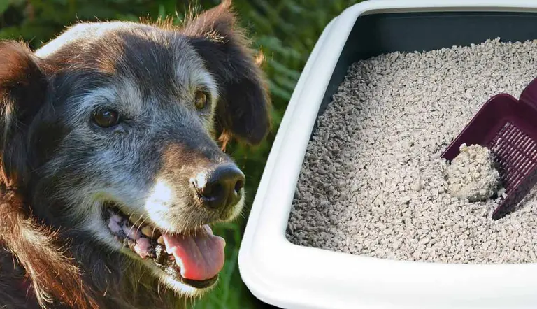 can you train your dog to use litter box