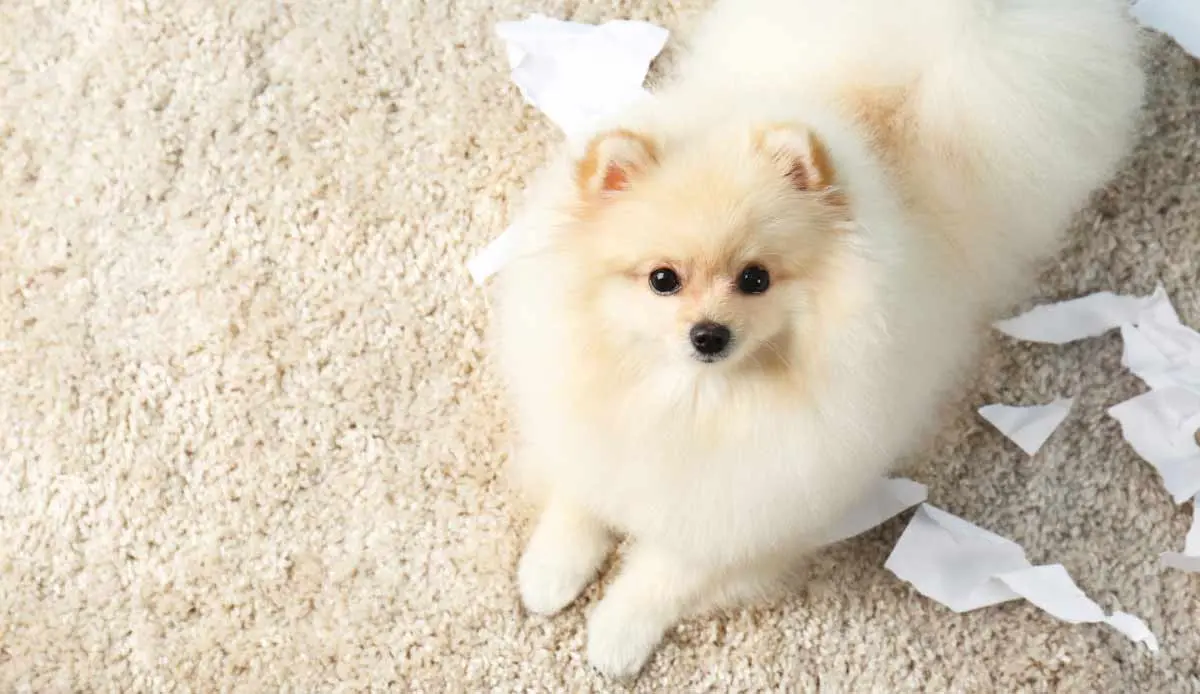 pomeranian with ripped paper