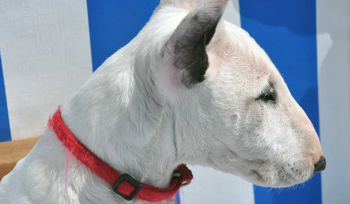side profile of white and black bull terrier