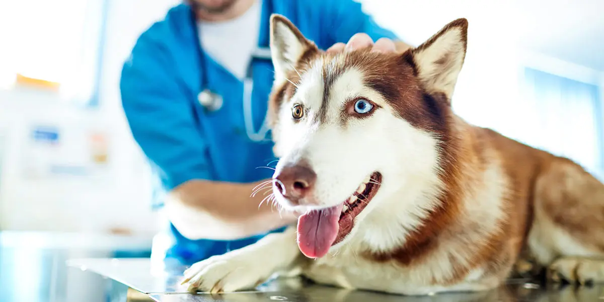 canine influenza dog at vet