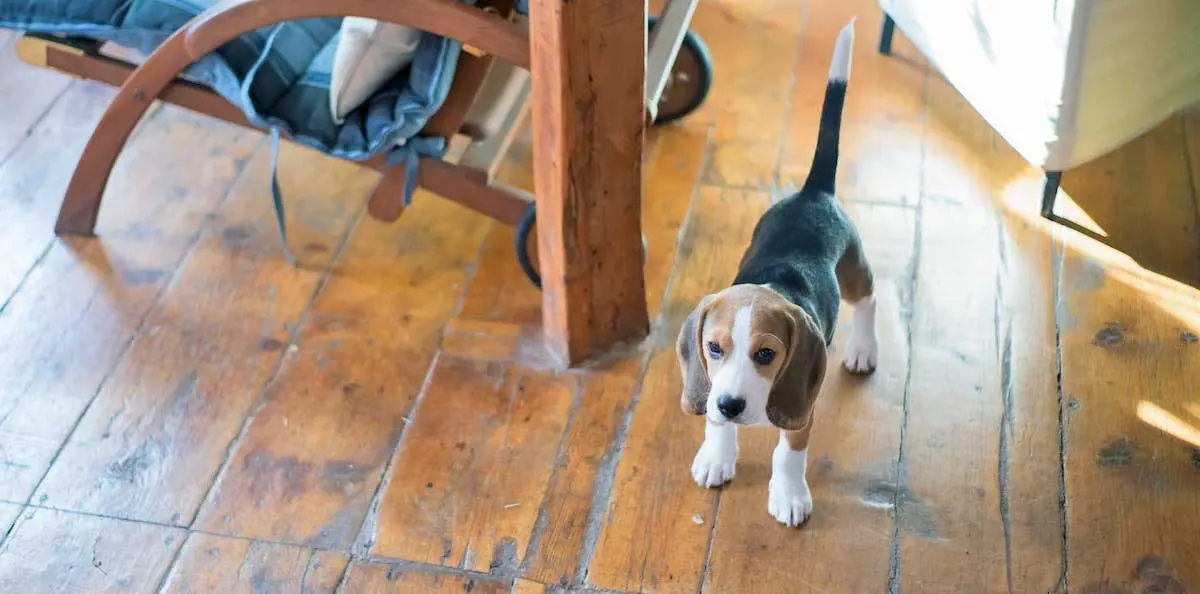 Beagle Puppy Standing on Wooden Floor in Lounge