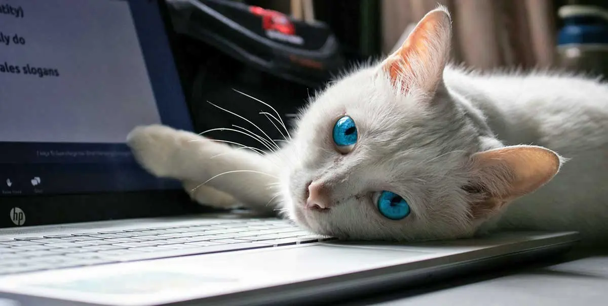 white cat sitting on a laptop