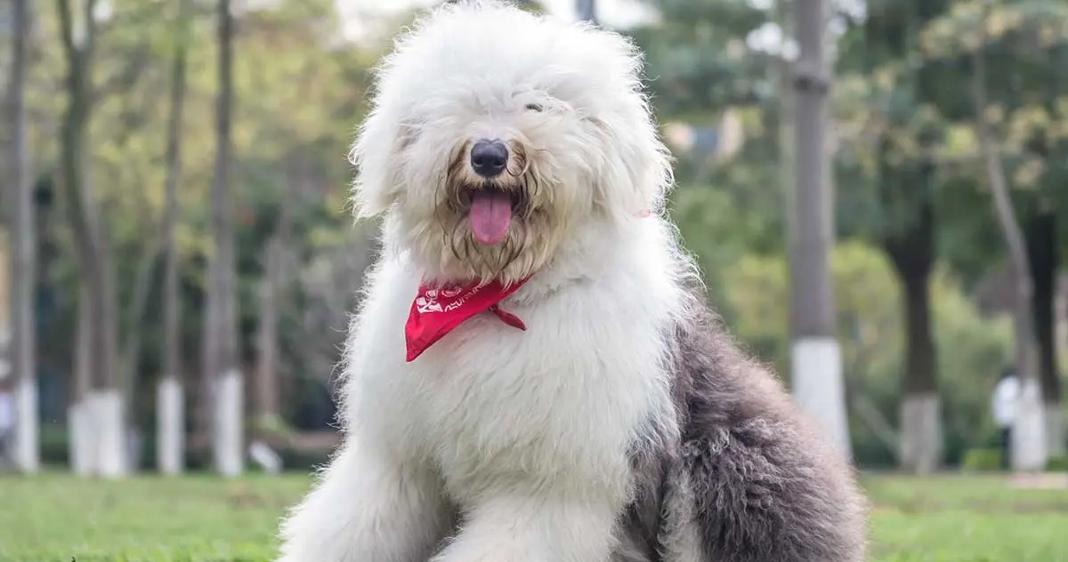 old english sheepdog with tongue out