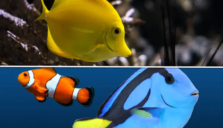 unique aquatic fish creatures for your aquarium