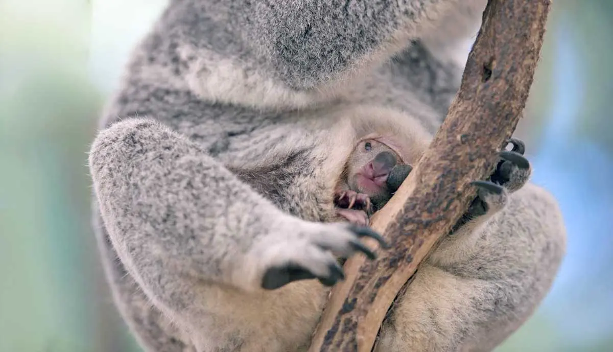 koala joey inside pouch