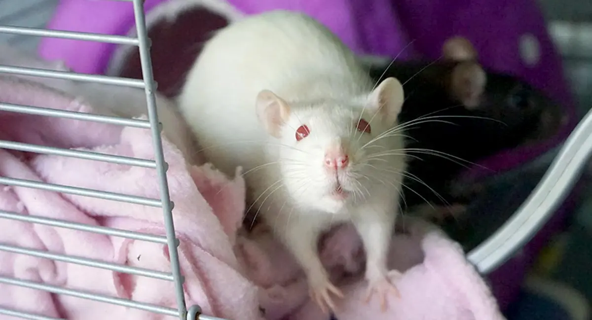 white rat with red eyes in cage