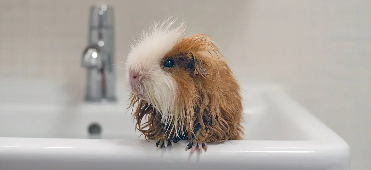 guinea pig batheing