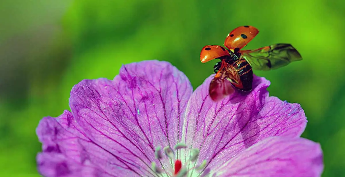 ladybug taking flight purple flower